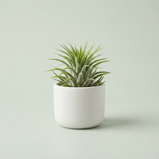 Air Plant