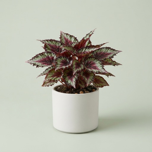 Rex Begonia