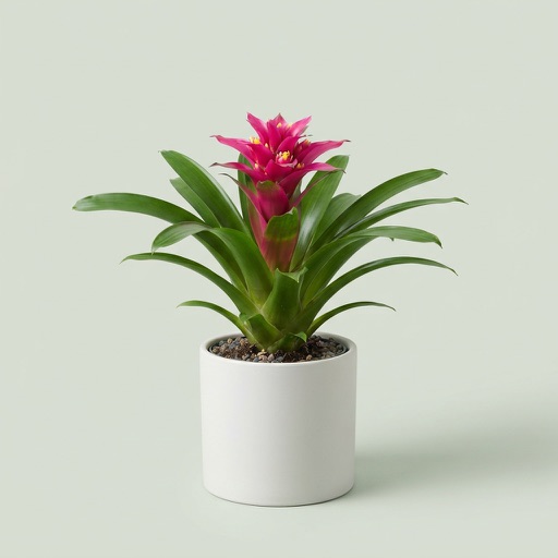 Bromeliad