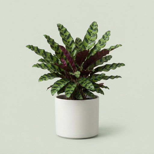 Rattlesnake Calathea