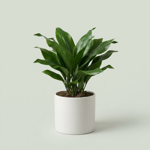 Cast Iron Plant