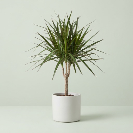 Dragon Tree