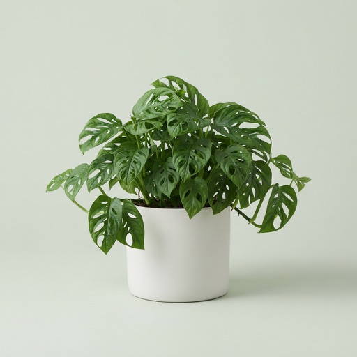 Swiss Cheese Vine