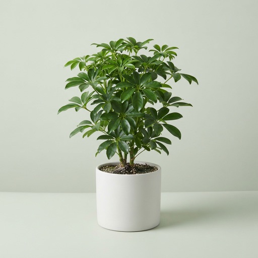 Umbrella Tree