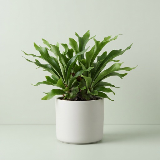 Staghorn Fern