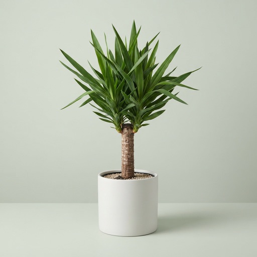 Yucca Cane